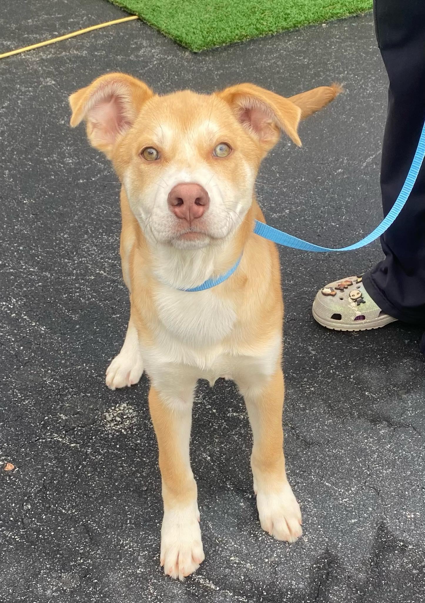 Enlarge Casta, an adopted mixed breed in McDonough, GA image 1/2