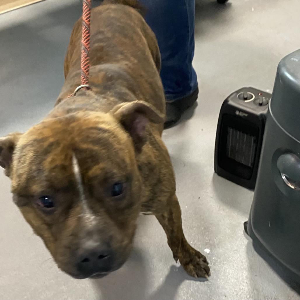 Enlarge Miguel (zeus), a Adoptable Mixed Breed in Beckley, WV image 1/1