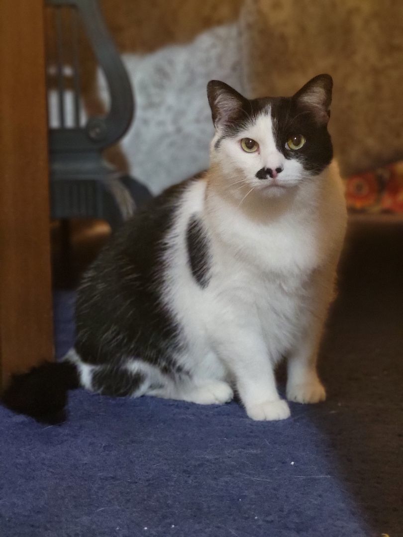 Charlie, a Adoptable Domestic Short Hair in Anoka, MN image 1/3