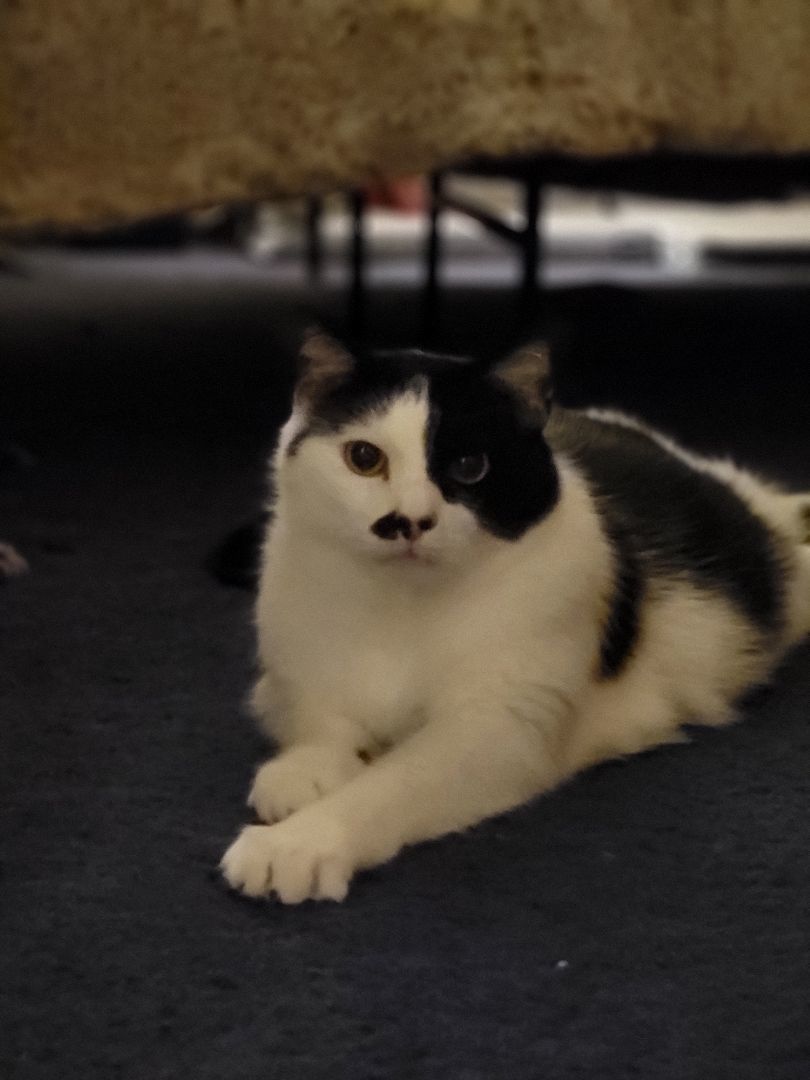 Charlie, a Adoptable Domestic Short Hair in Anoka, MN image 2/3