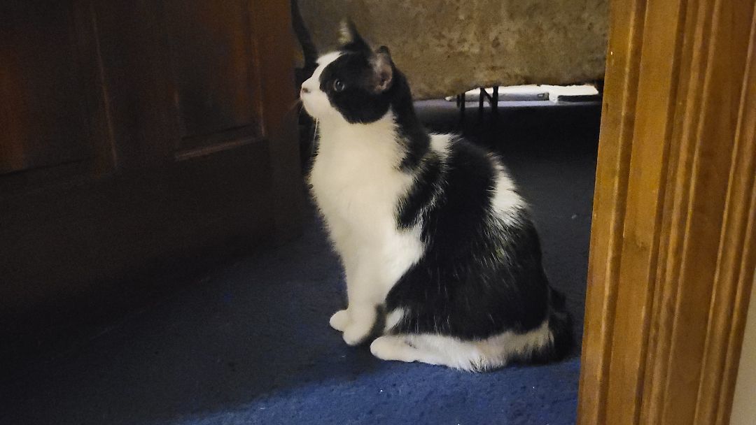 Charlie, a Adoptable Domestic Short Hair in Anoka, MN image 3/3