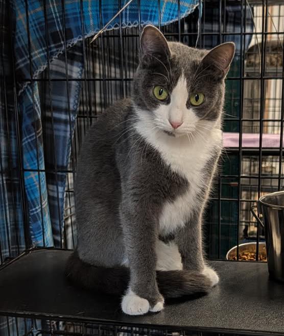 Enlarge Mrs. Thumbs & Weebles (Spayed/Neutered) (Bonded Pair), an adopted mixed breed in Marietta, OH image 5/6