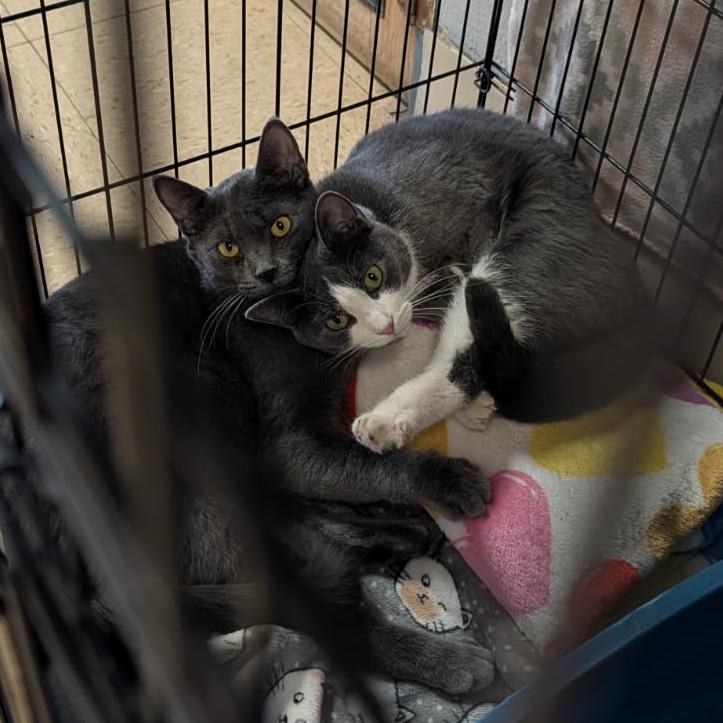 Enlarge Mrs. Thumbs & Weebles (Spayed/Neutered) (Bonded Pair), an adopted mixed breed in Marietta, OH image 3/6