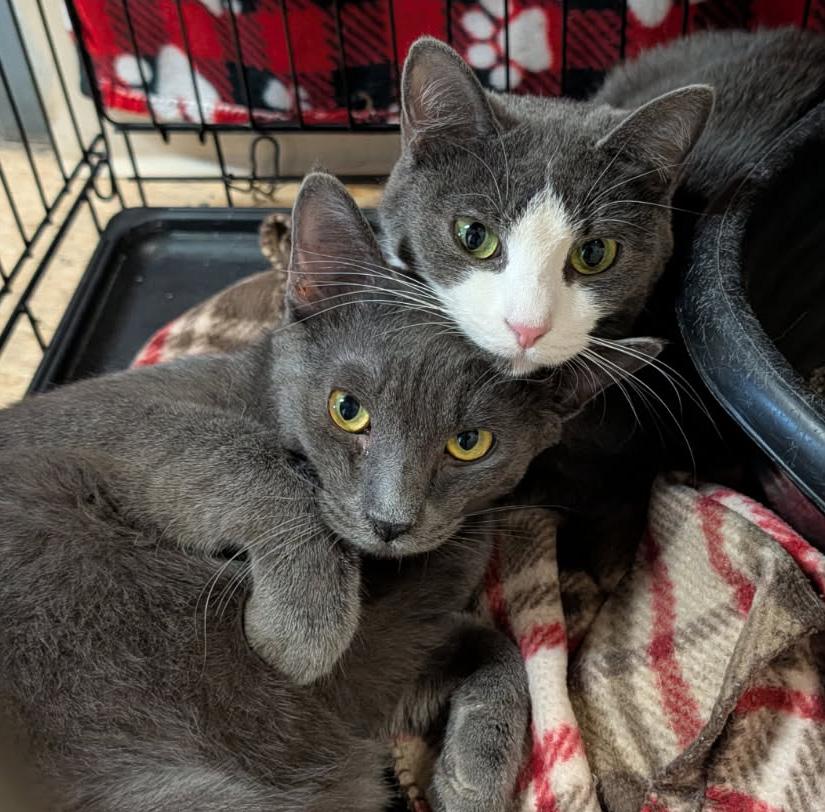 Enlarge Mrs. Thumbs & Weebles (Spayed/Neutered) (Bonded Pair), an adopted mixed breed in Marietta, OH image 2/6