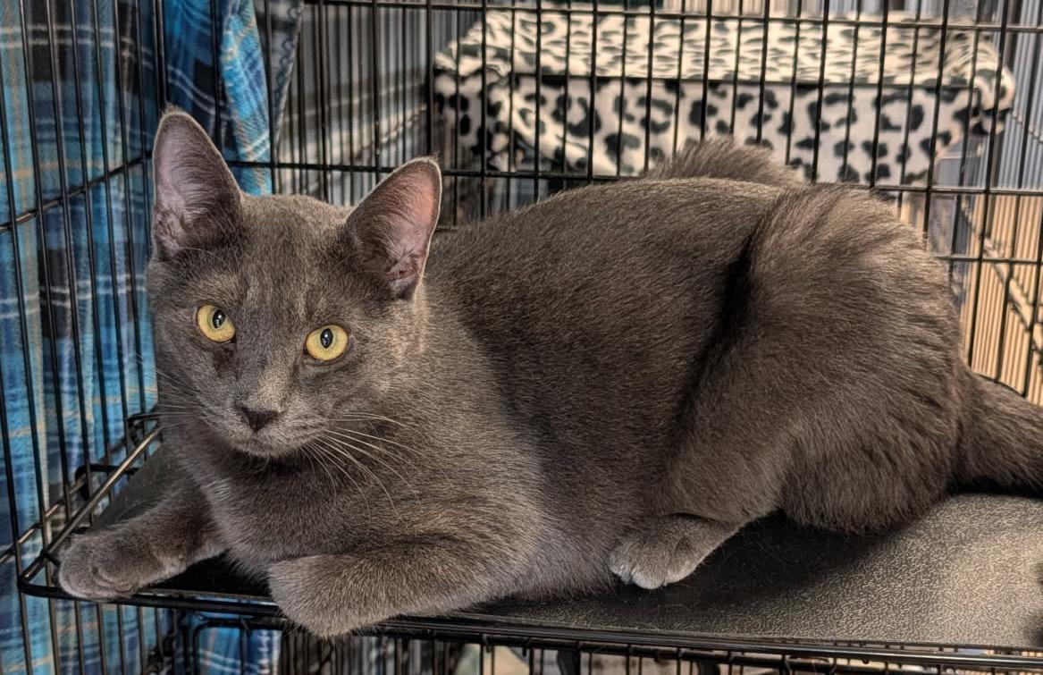 Enlarge Mrs. Thumbs & Weebles (Spayed/Neutered) (Bonded Pair), an adopted mixed breed in Marietta, OH image 6/6