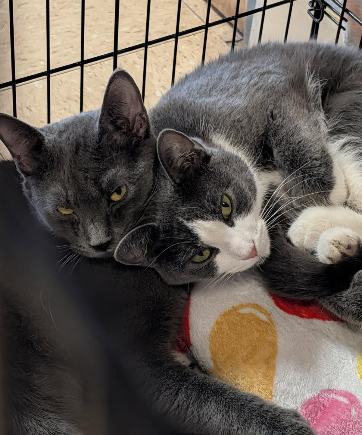 Enlarge Mrs. Thumbs & Weebles (Spayed/Neutered) (Bonded Pair), an adopted mixed breed in Marietta, OH image 4/6