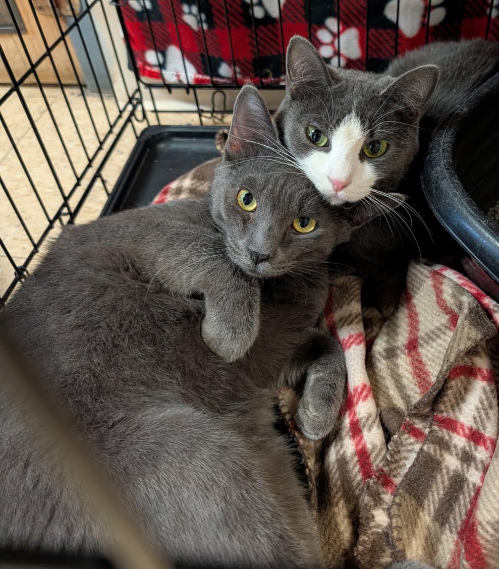 Enlarge Mrs. Thumbs & Weebles (Spayed/Neutered) (Bonded Pair), an adopted mixed breed in Marietta, OH image 1/6