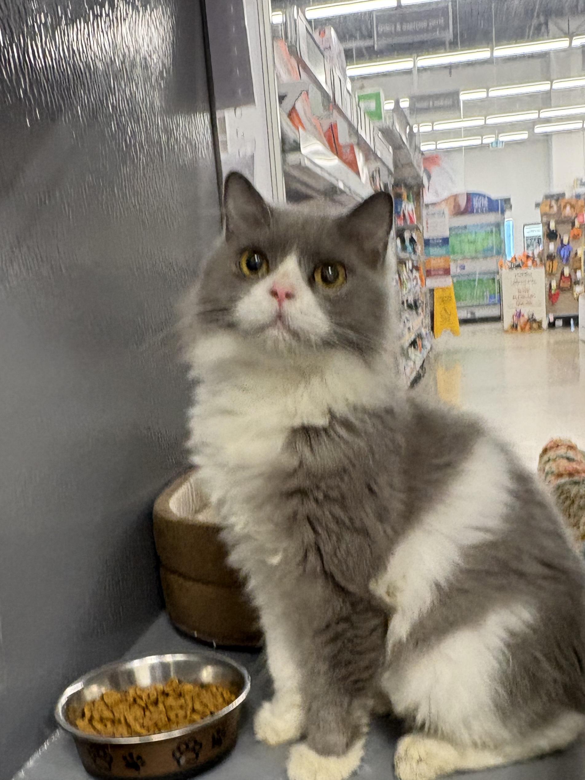 Enlarge Brim, a Adoptable Domestic Medium Hair in Pickering, ON image 1/3