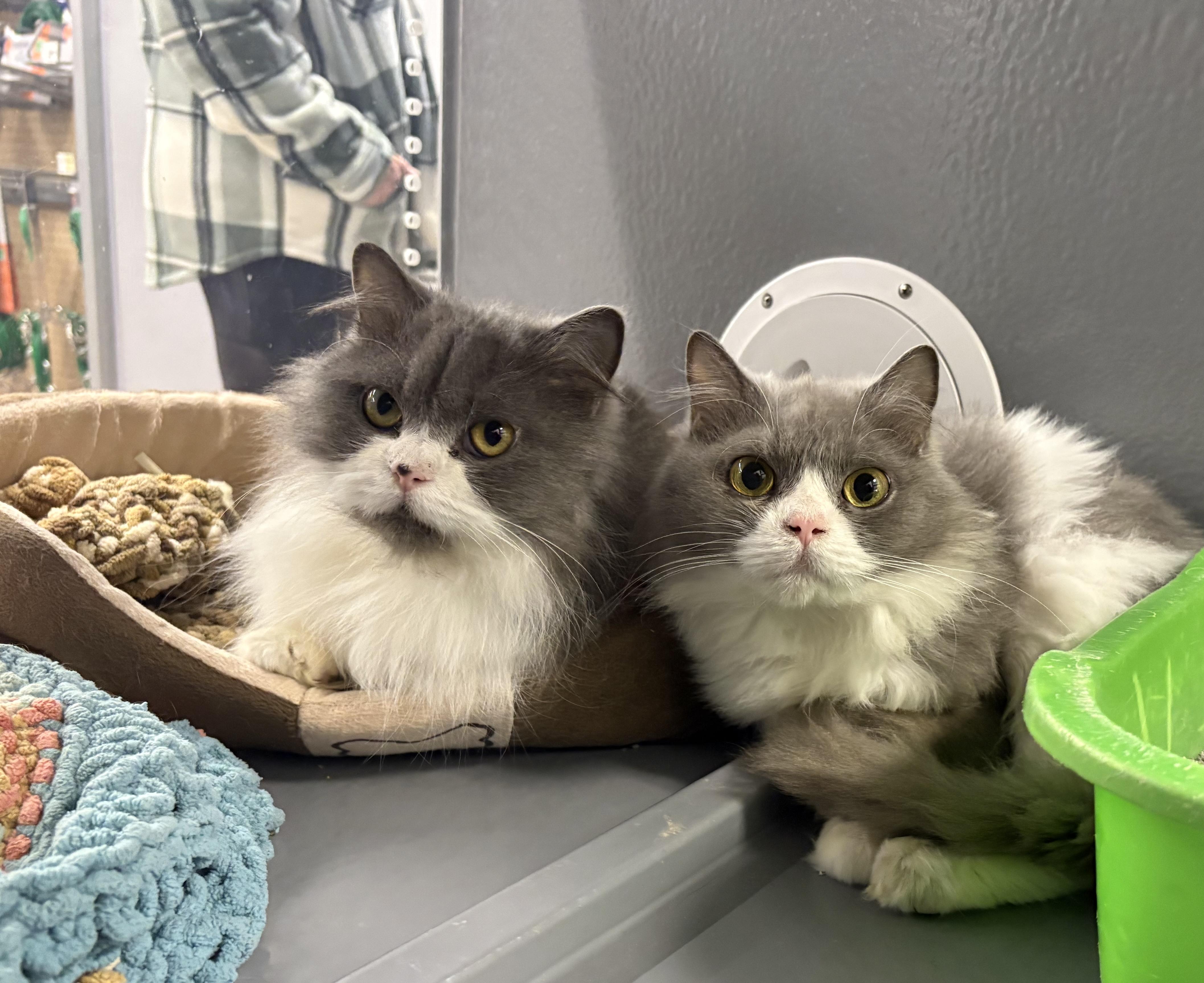 Enlarge Brim, a Adoptable Domestic Medium Hair in Pickering, ON image 3/3