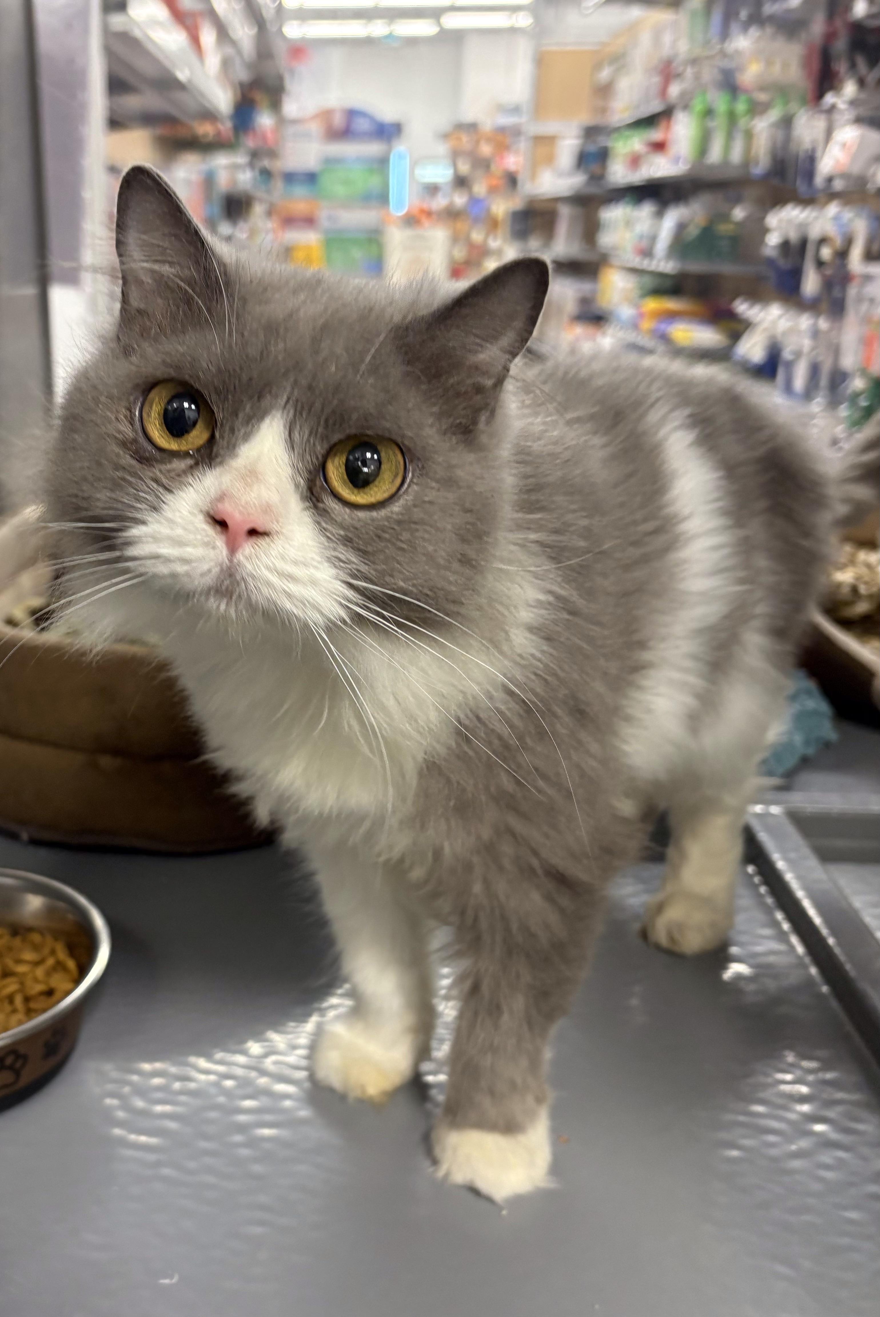Enlarge Brim, a Adoptable Domestic Medium Hair in Pickering, ON image 2/3