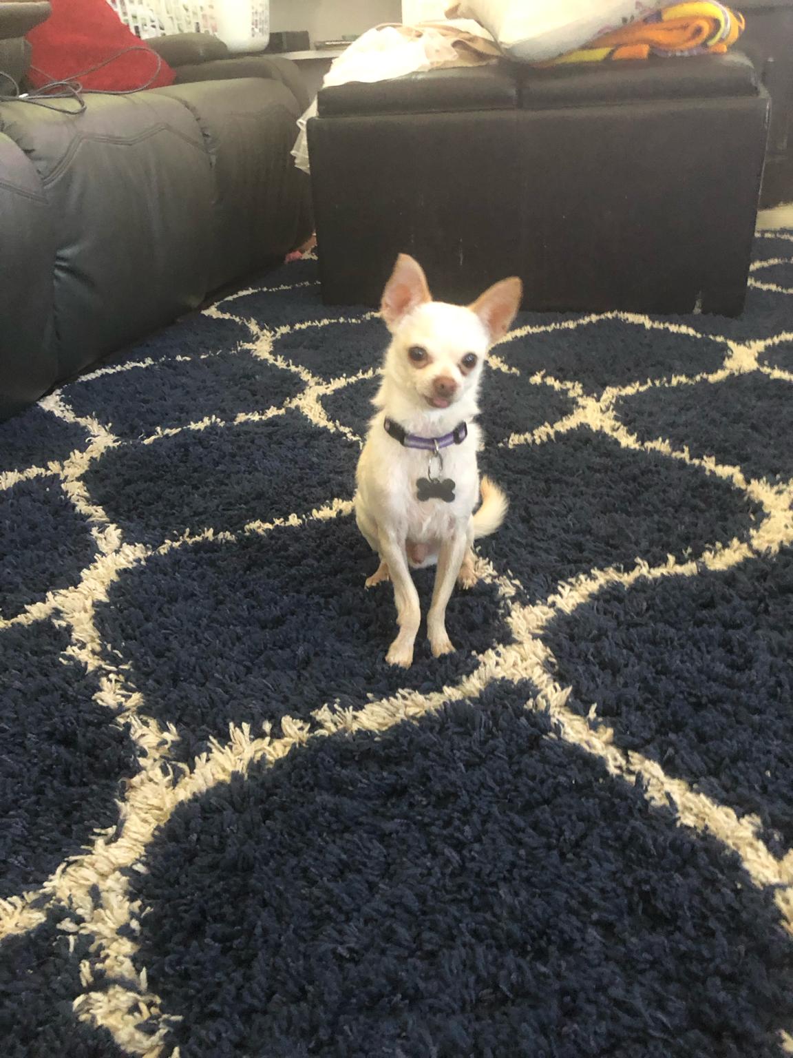 Freddy, ADOPTABLE, Adult Male Chihuahua.