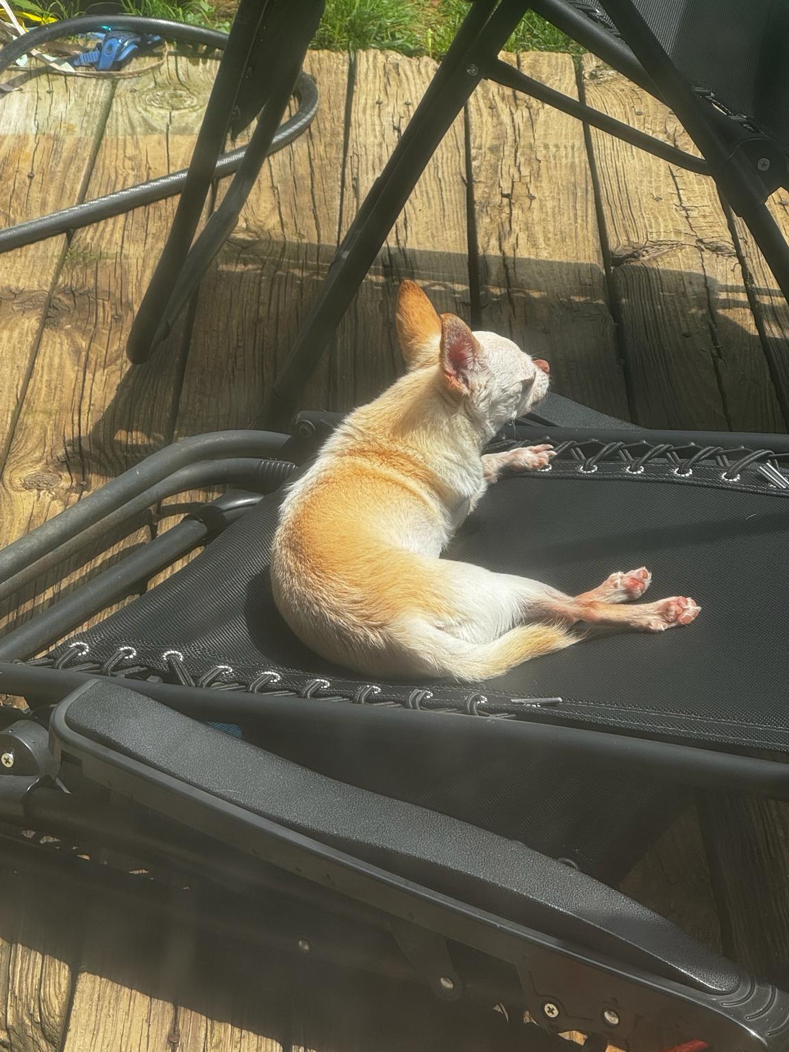 Enlarge Freddy, a ADOPTABLE mixed breed in Maple Glen, PA image 3/4