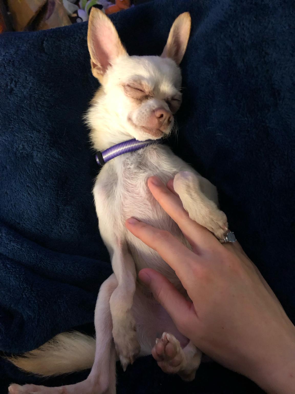 Enlarge Freddy, a ADOPTABLE mixed breed in Maple Glen, PA image 2/4