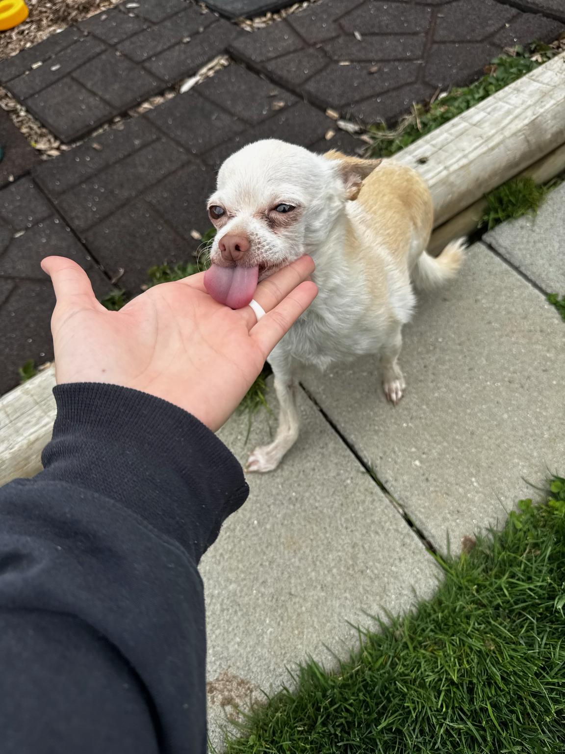 Enlarge Freddy, a ADOPTABLE mixed breed in Maple Glen, PA image 4/4
