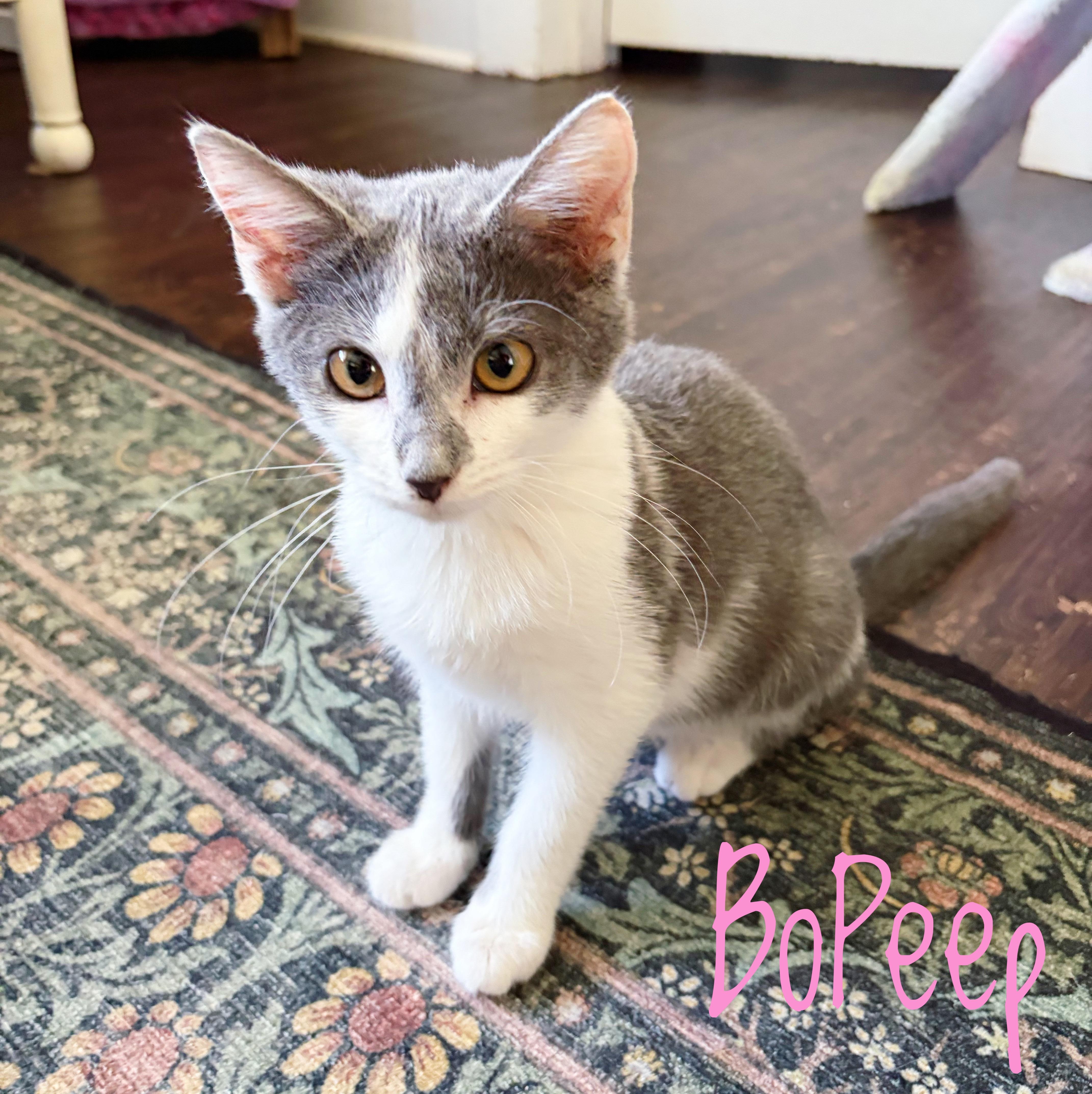Bo Peep, Adoptable, Kitten Female Domestic Short Hair.