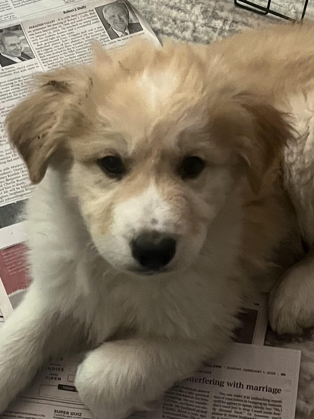 Angel, ADOPTABLE, Puppy Female Great Pyrenees & Golden Retriever.