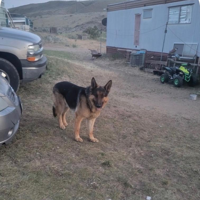 Enlarge Harry, a Adoptable German Shepherd Dog in Tacoma, WA image 1/1