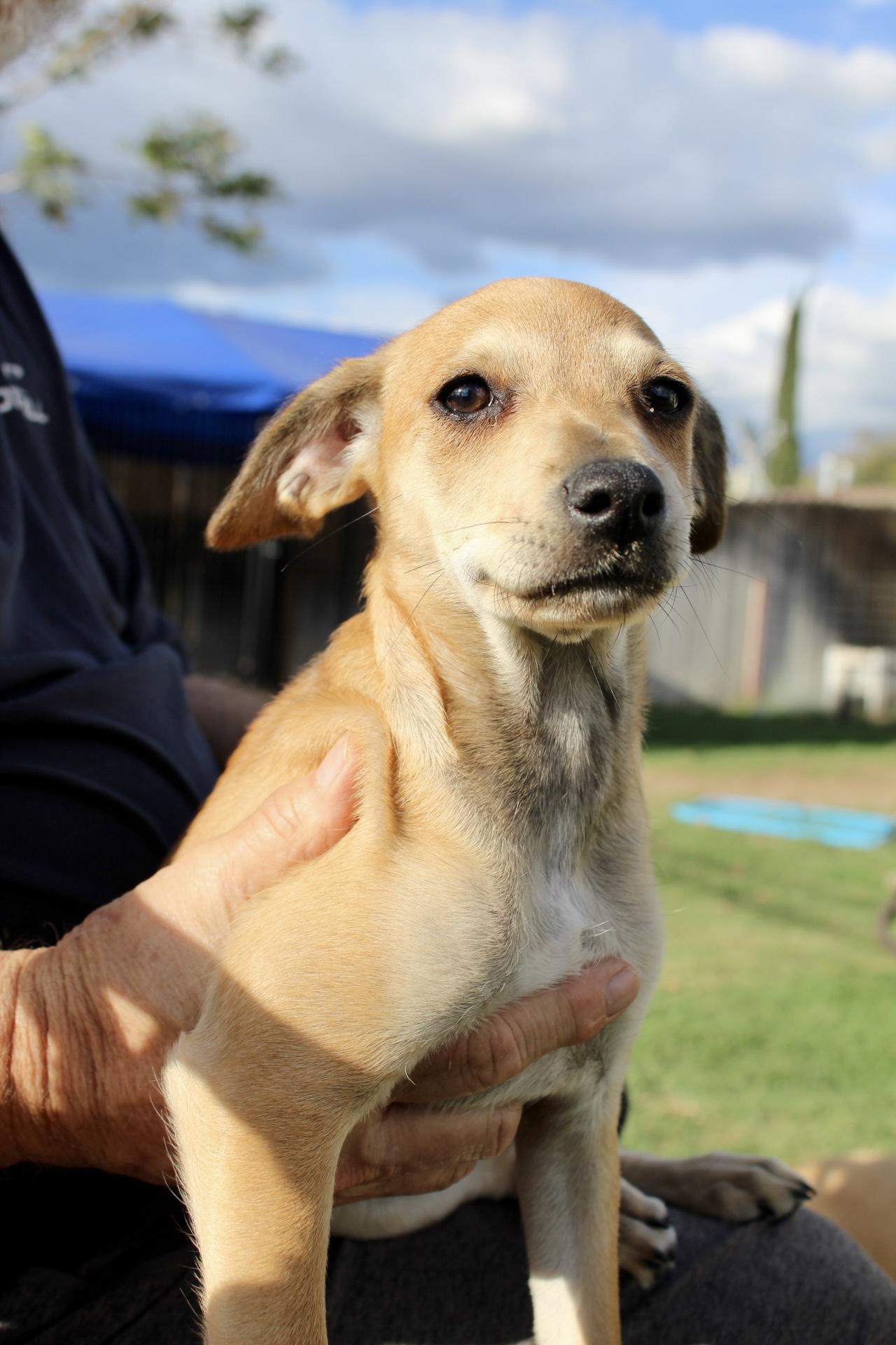 Enlarge Bun Bun , a ADOPTABLE mixed breed in Rialto, CA image 1/3