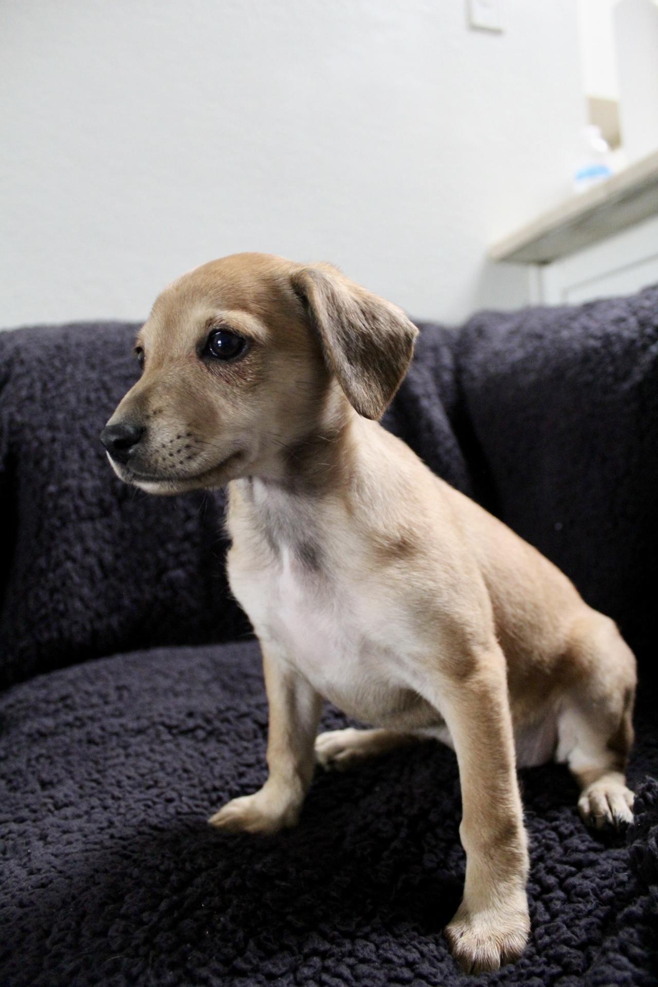 Enlarge Bun Bun , a ADOPTABLE mixed breed in Rialto, CA image 1/1