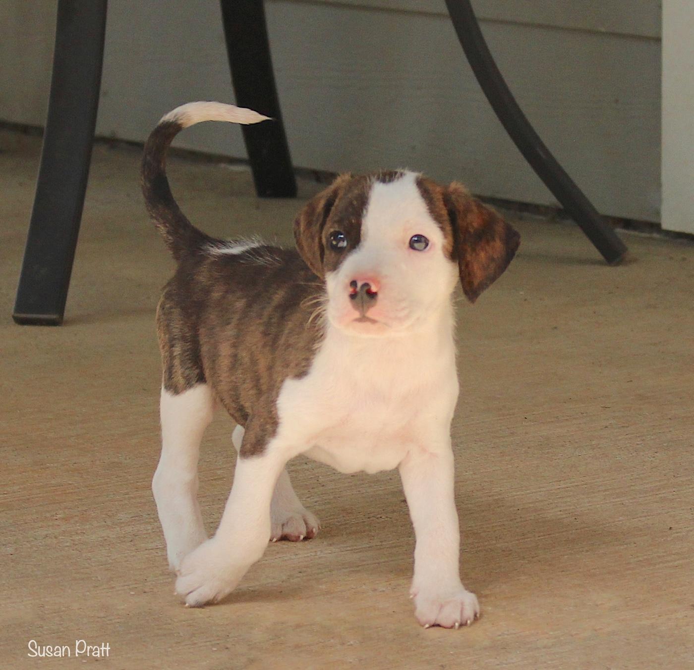 Sundance, a ADOPTABLE mixed breed in Bedford, VA image 6/6