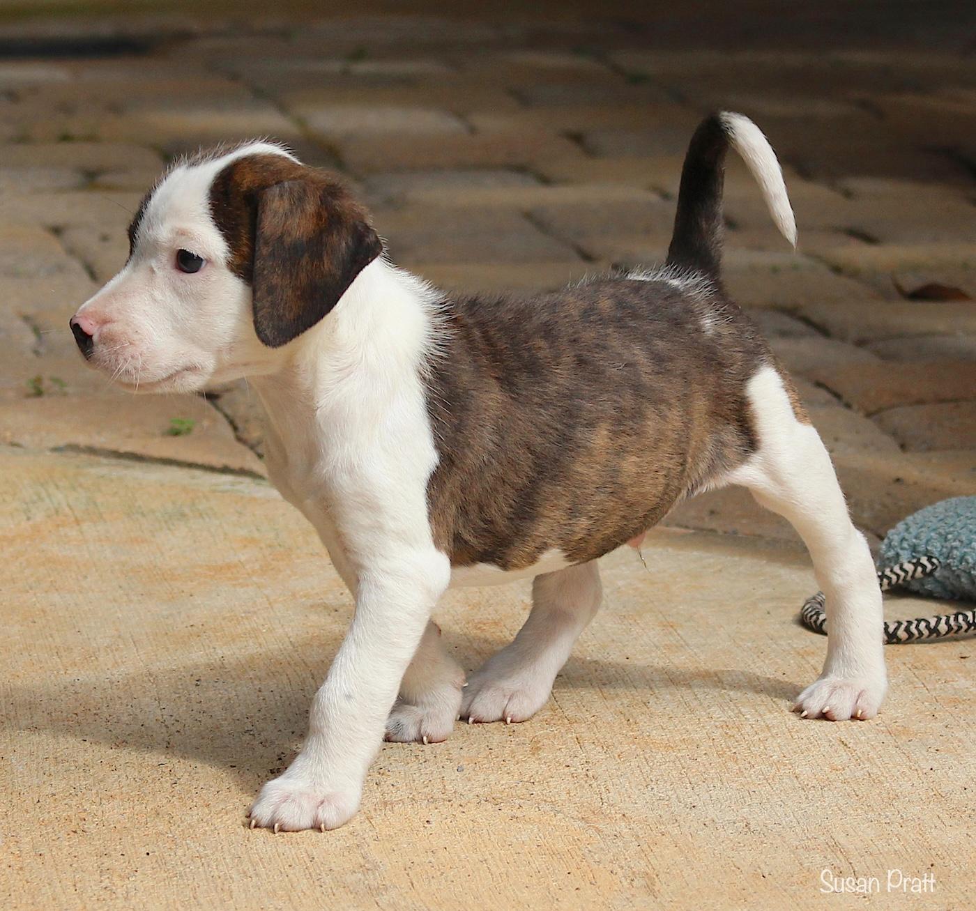 Sundance, a ADOPTABLE mixed breed in Bedford, VA image 5/6