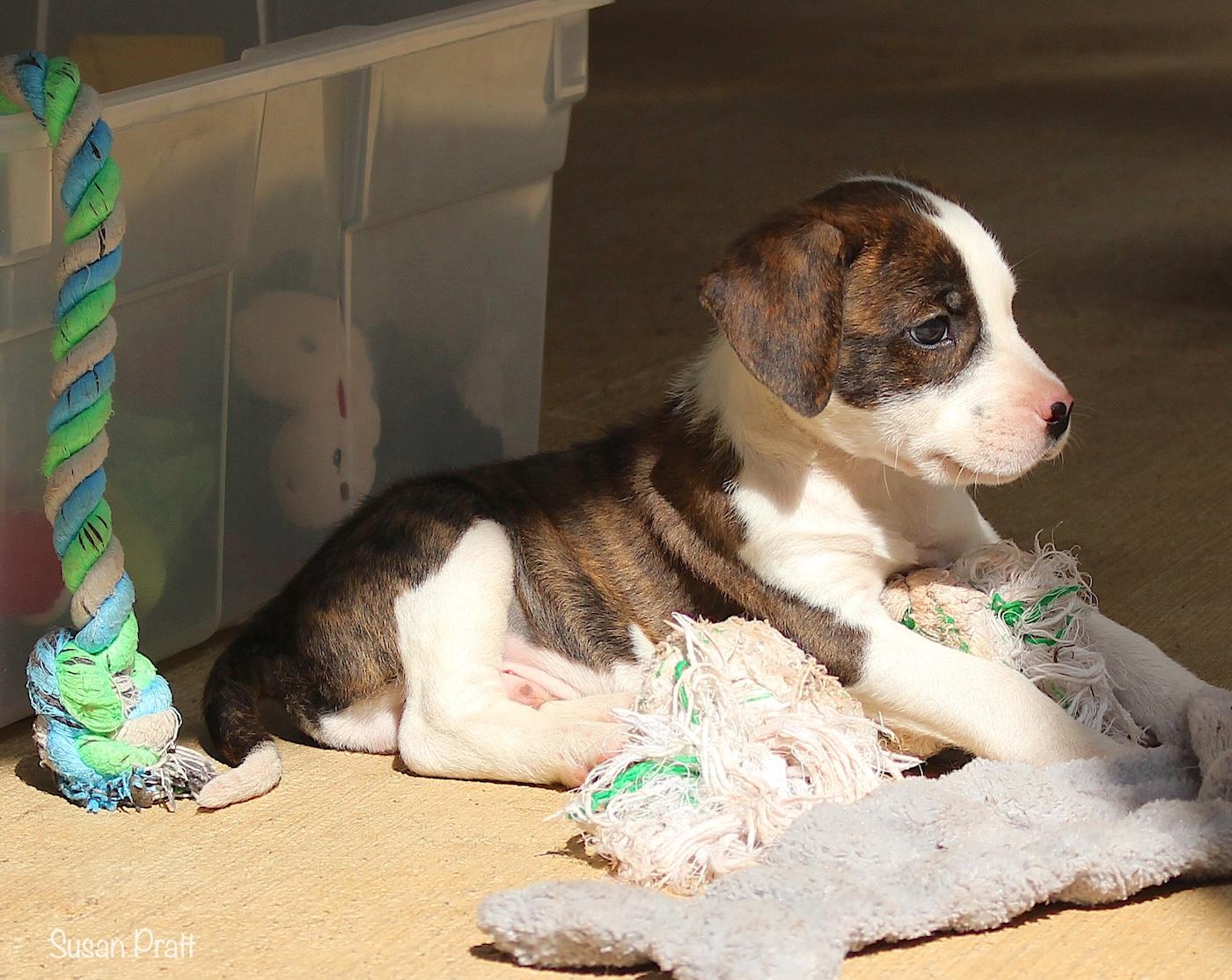 Sundance, a ADOPTABLE mixed breed in Bedford, VA image 4/6