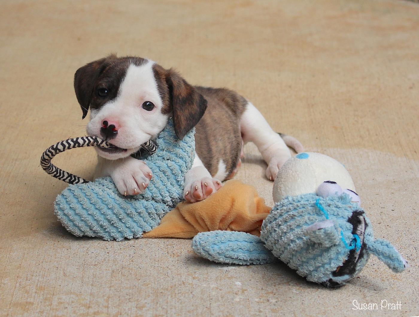 Sundance, a ADOPTABLE mixed breed in Bedford, VA image 3/6