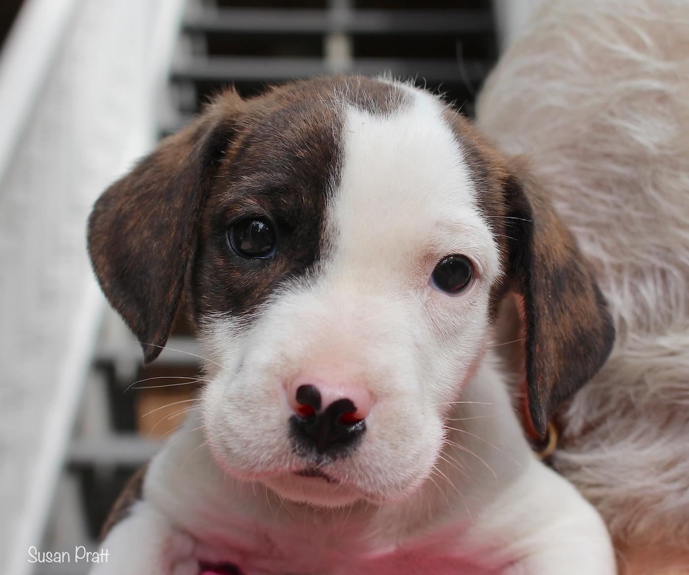 Sundance, ADOPTABLE, Puppy Male Terrier.