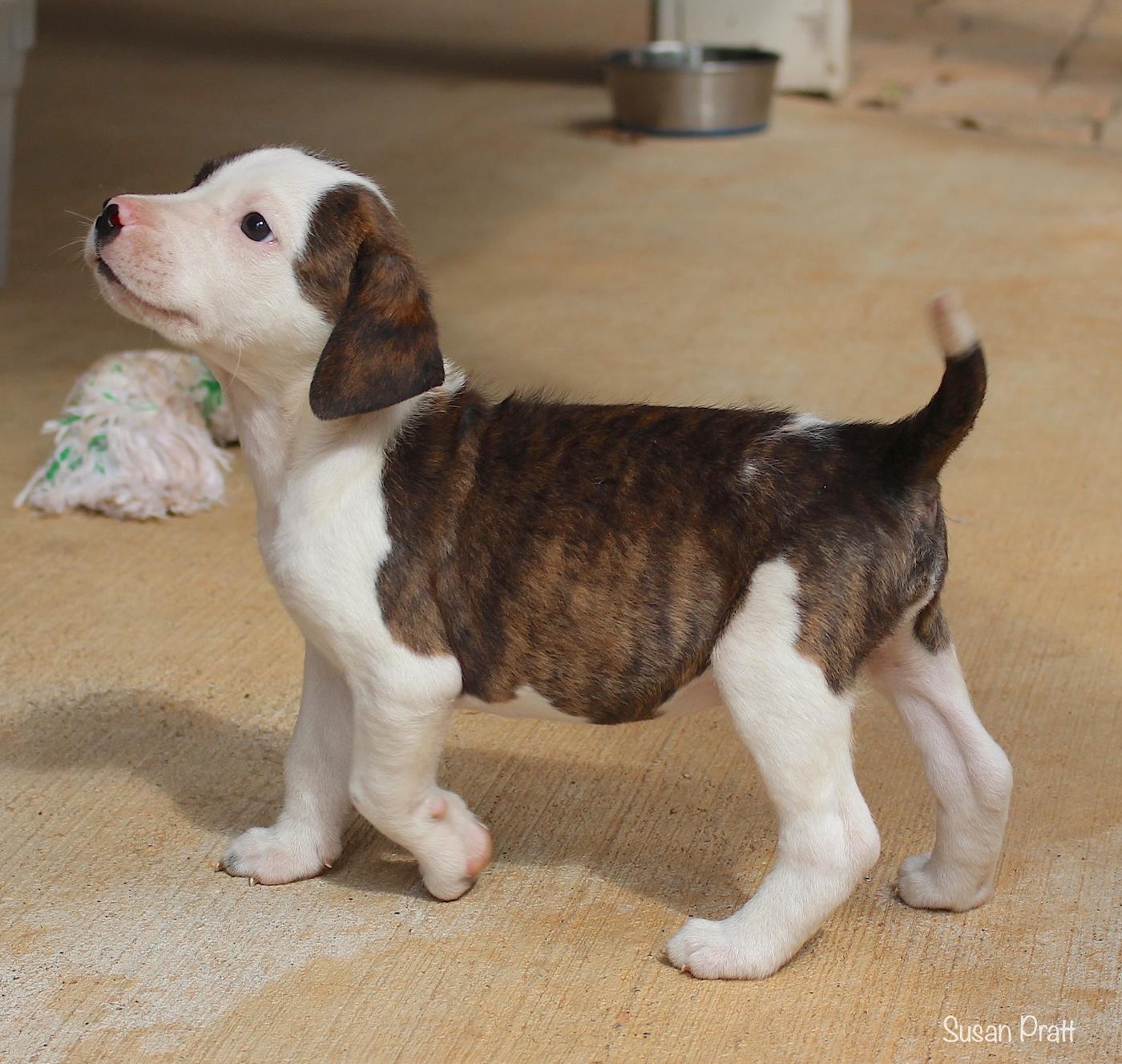 Sundance, a ADOPTABLE mixed breed in Bedford, VA image 2/6