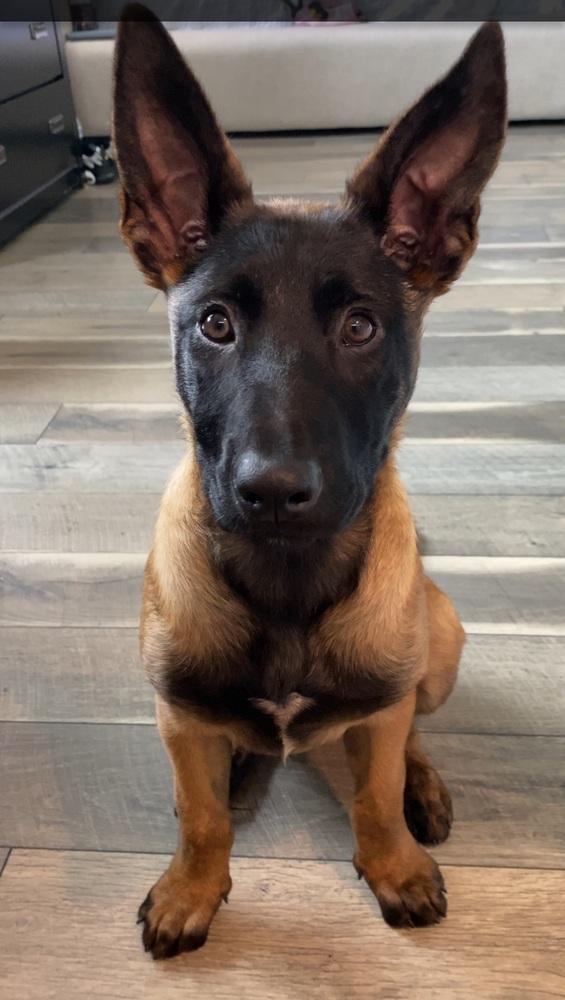 Harley, Adopted, Puppy Female Belgian Shepherd / Malinois.