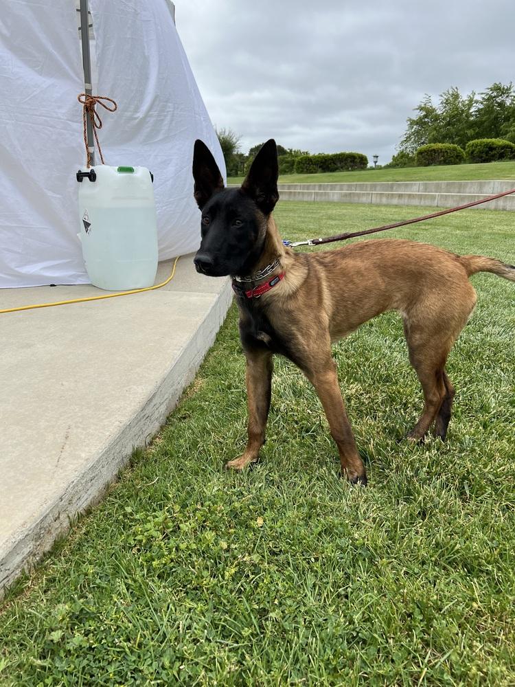 Harley, a Adopted Belgian Shepherd / Malinois in Pleasant Hill, CA image 2/6
