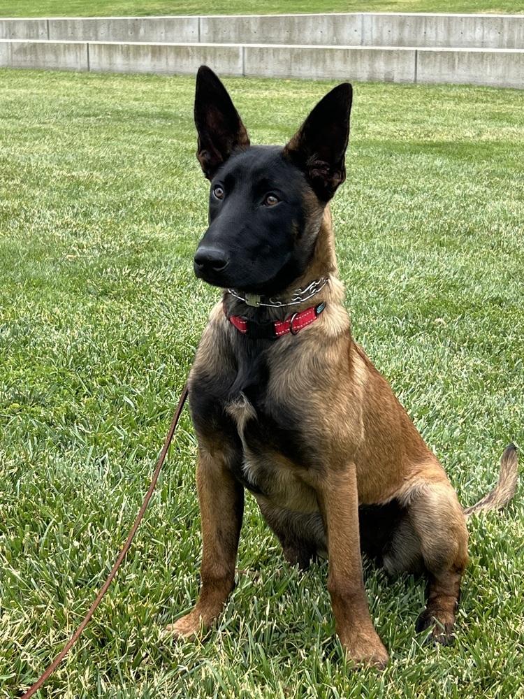 Harley, a Adopted Belgian Shepherd / Malinois in Pleasant Hill, CA image 3/6