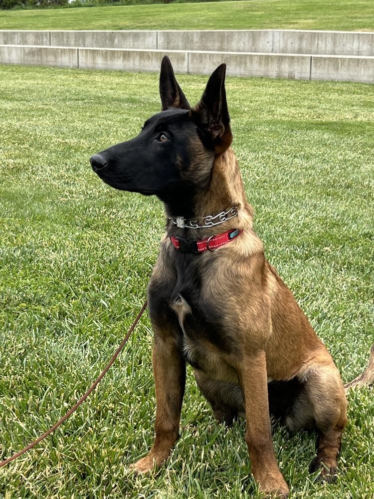 Harley, a Adopted Belgian Shepherd / Malinois in Pleasant Hill, CA image 4/6
