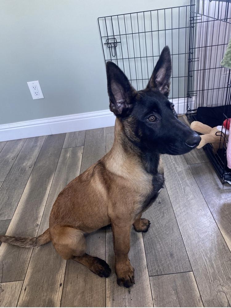 Harley, a Adopted Belgian Shepherd / Malinois in Pleasant Hill, CA image 5/6