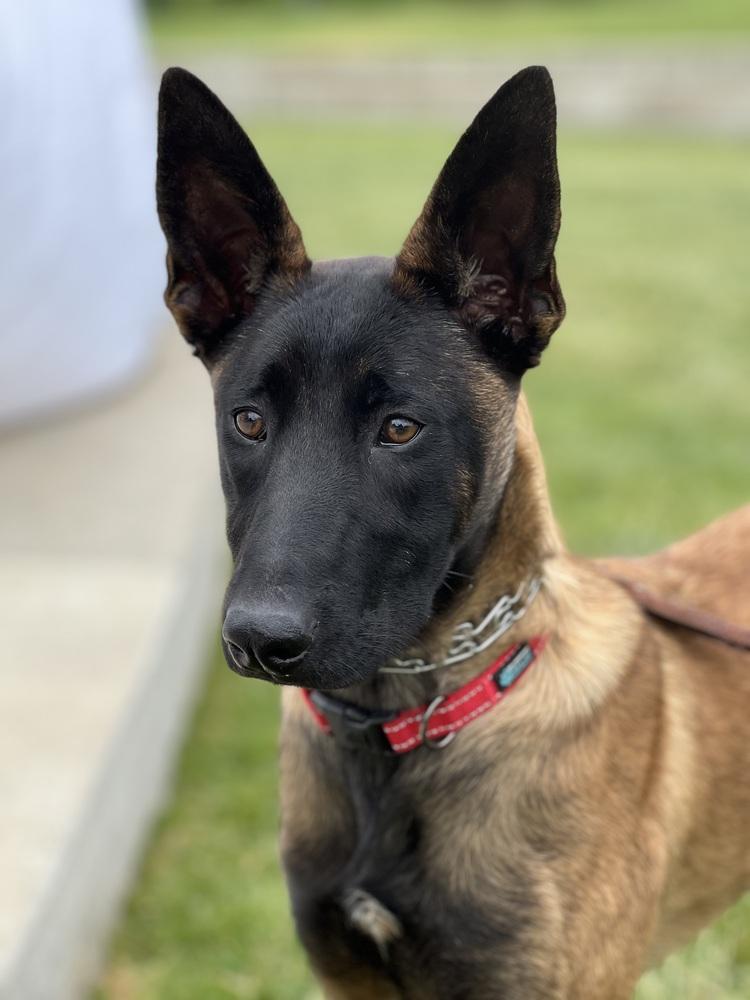 Harley, a Adopted Belgian Shepherd / Malinois in Pleasant Hill, CA image 6/6