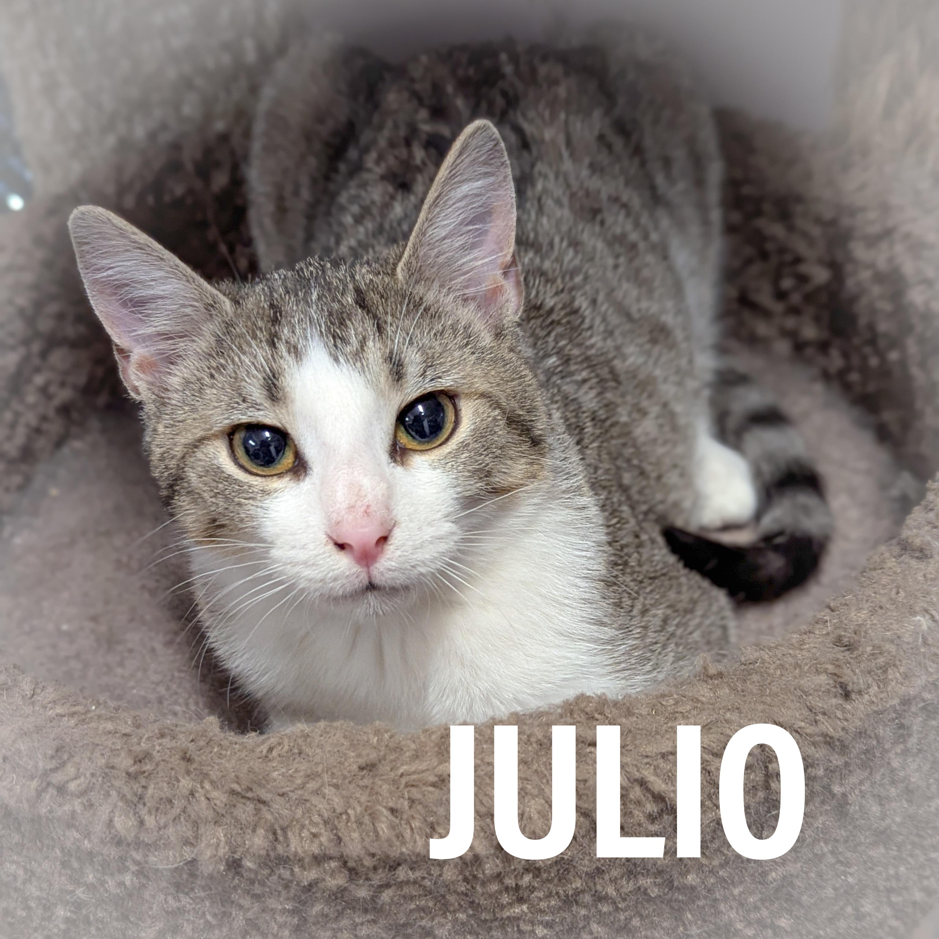 JULIO, Young Male Domestic Short Hair