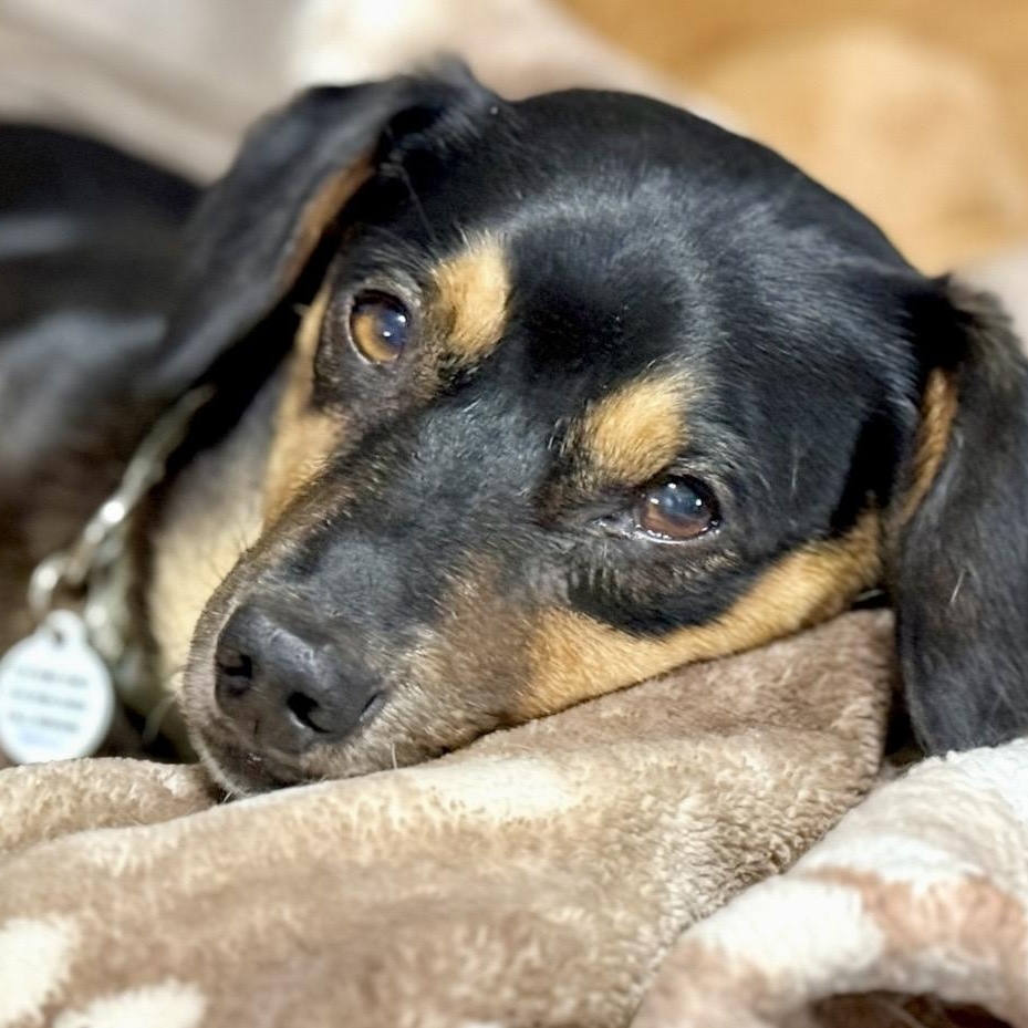 Danny, ADOPTABLE, Adult Male Dachshund.