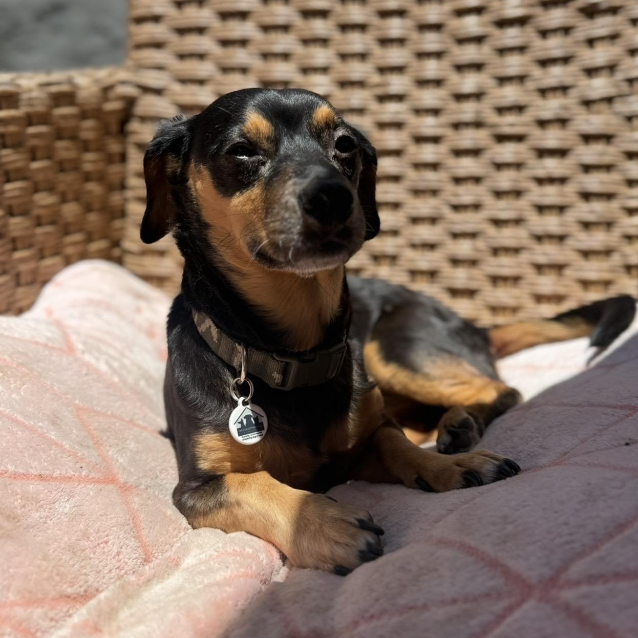 Danny, a ADOPTABLE Dachshund in Santa Monica, CA image 5/6