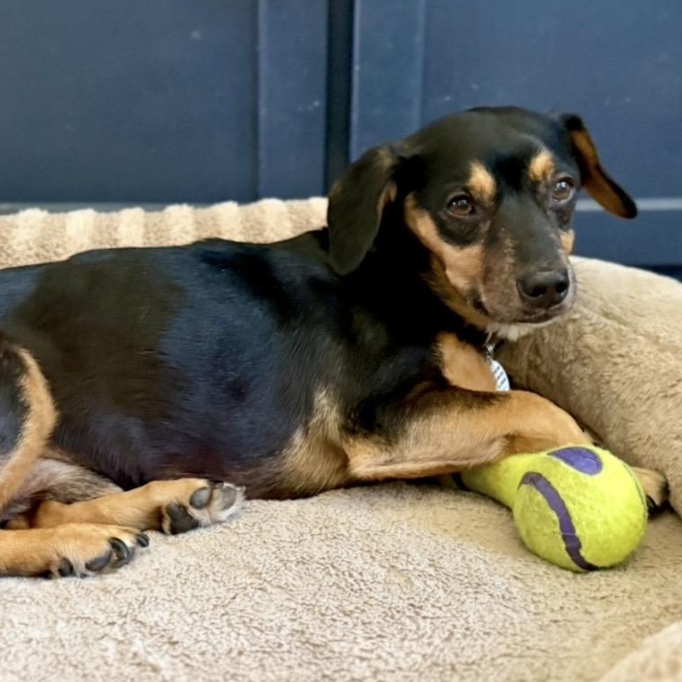Danny, a ADOPTABLE Dachshund in Santa Monica, CA image 2/6