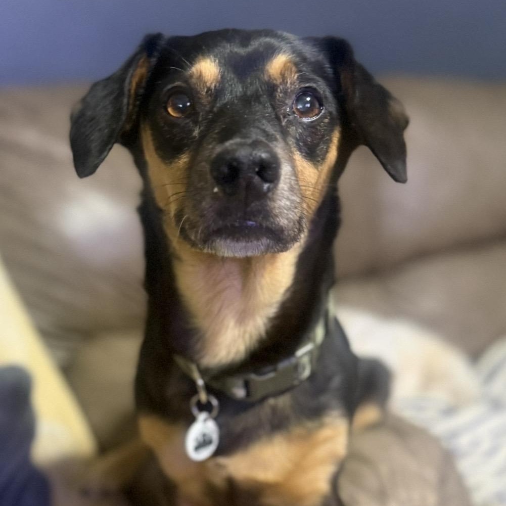 Danny, a ADOPTABLE Dachshund in Santa Monica, CA image 3/6