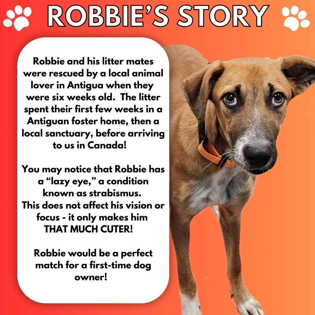 Robbie, a Adoptable mixed breed in Aurora, ON image 3/6