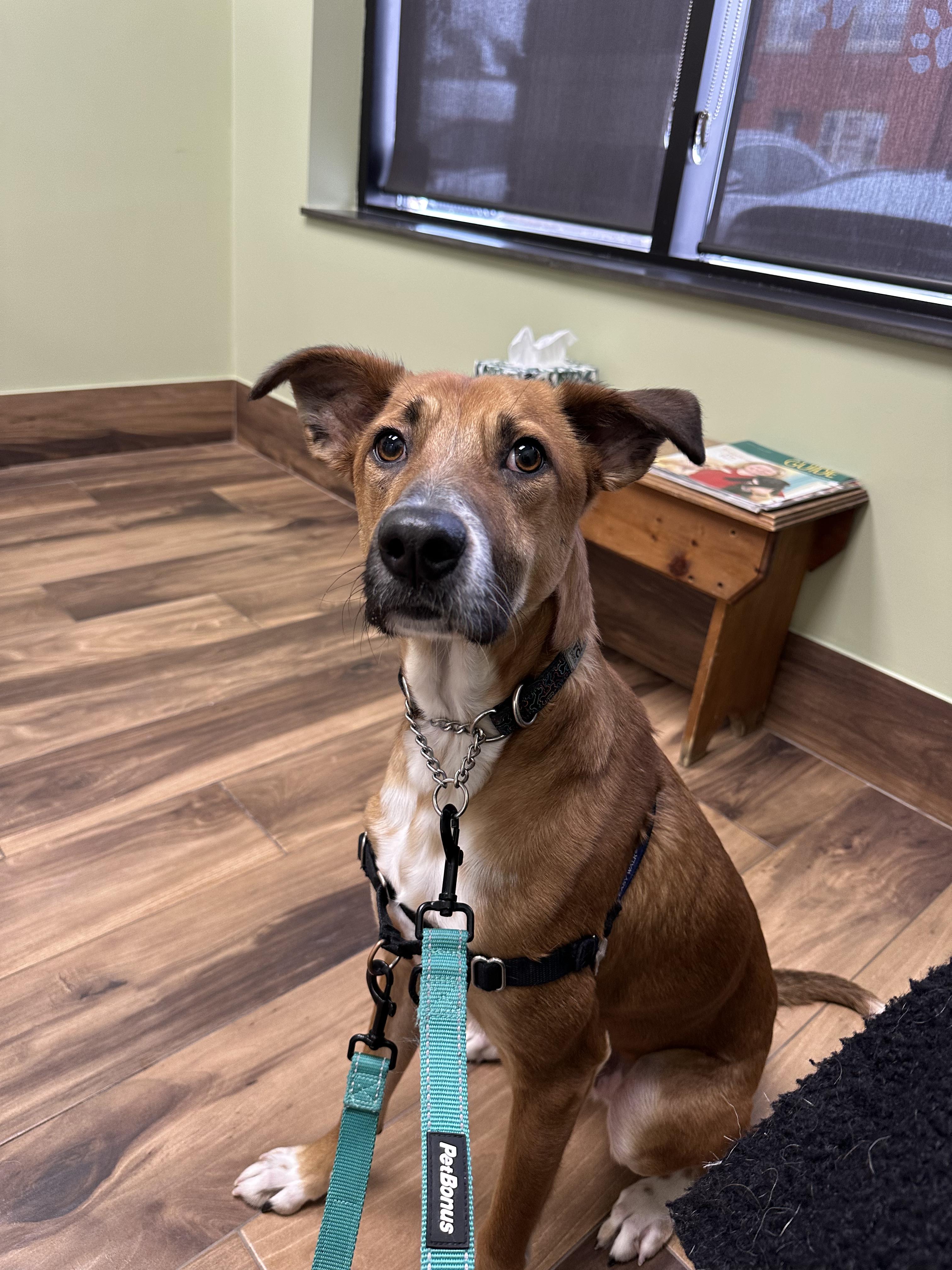 Enlarge Robbie, a Adoptable mixed breed in Aurora, ON image 6/6