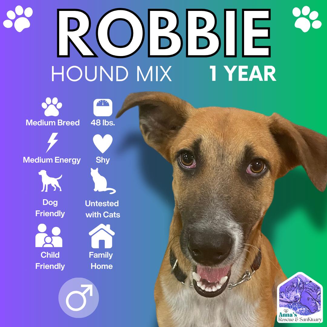 Robbie, an adoptable Hound in Aurora, ON, L4G 1M9 | Photo Image 1
