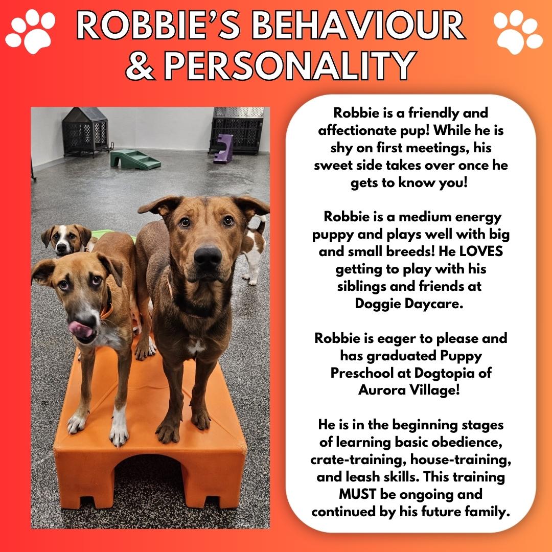 Robbie, a Adoptable mixed breed in Aurora, ON image 4/6