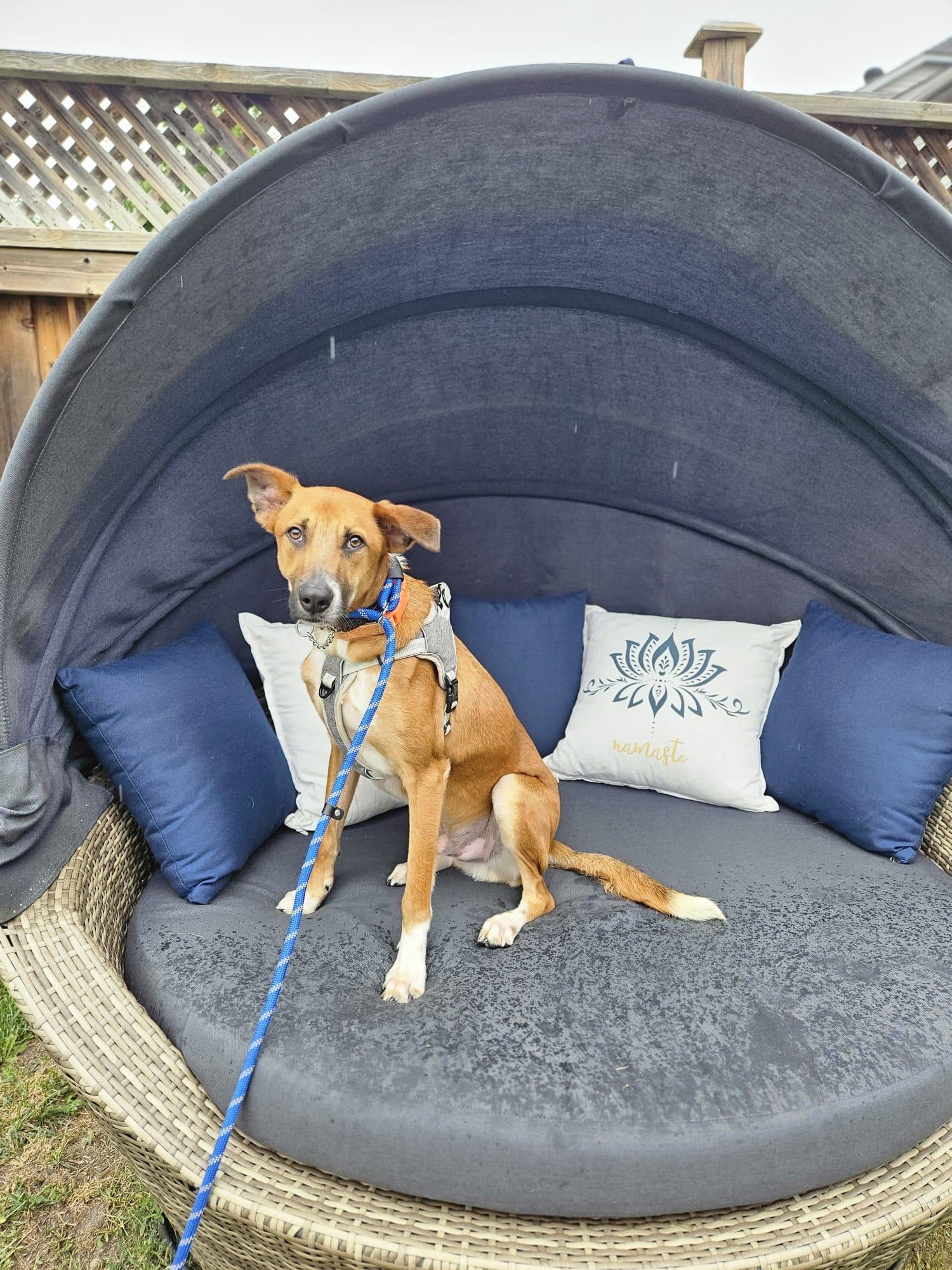 Enlarge Robbie, a Adoptable mixed breed in Aurora, ON image 3/6