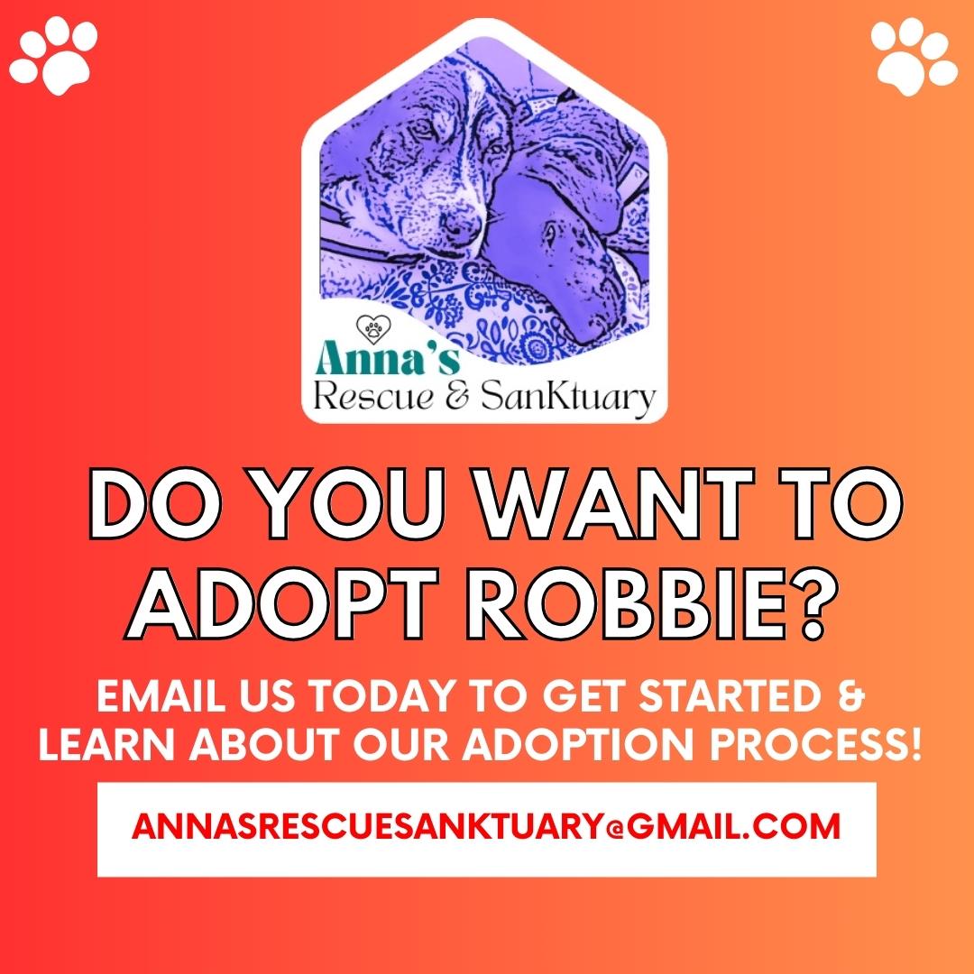Robbie, a Adoptable mixed breed in Aurora, ON image 6/6
