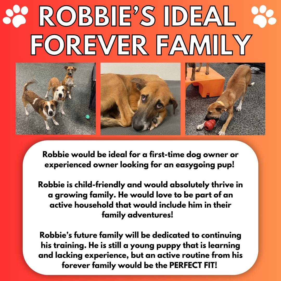Robbie, a Adoptable mixed breed in Aurora, ON image 5/6