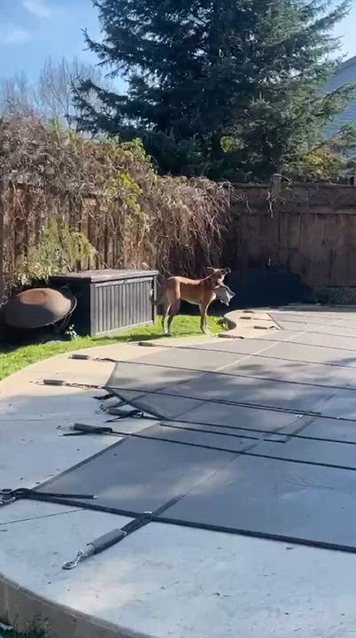 Enlarge Robbie, a Adoptable mixed breed in Aurora, ON video 4/6