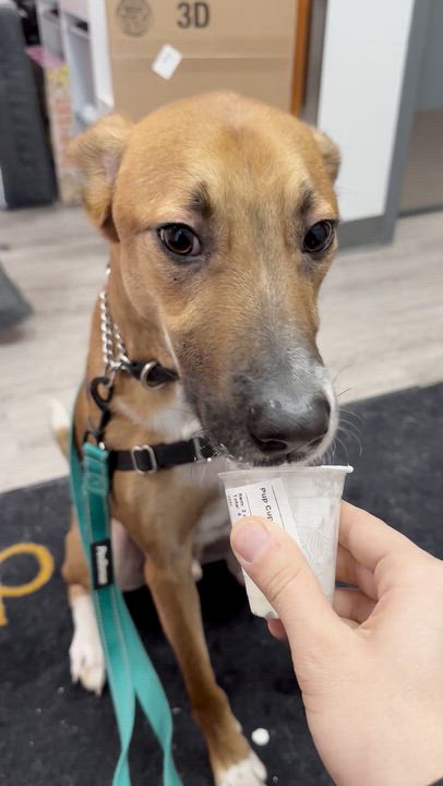 Enlarge Robbie, a Adoptable mixed breed in Aurora, ON video 5/6