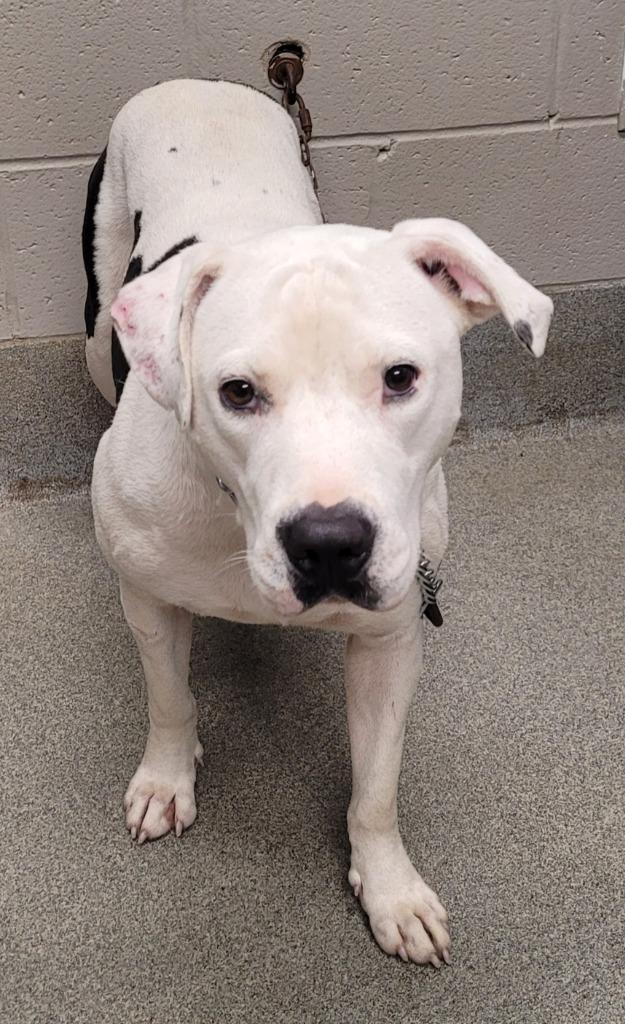 Enlarge Petey, a Adoptable mixed breed in Hopkinsville, KY image 1/1